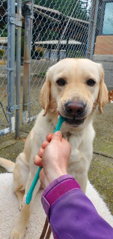Katara eagerly bites the end of the teal toothbrush as she 