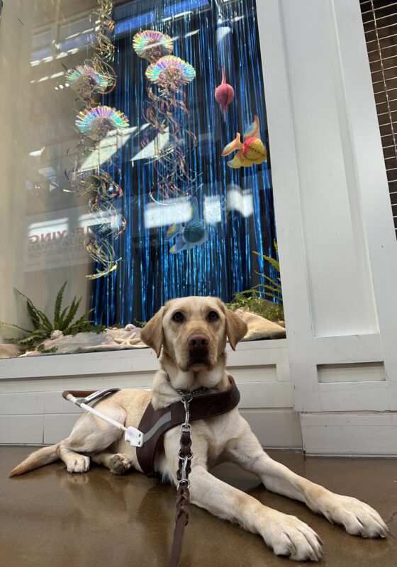Kyra in harness laying down staring at the camara in front of a display with an ocean background.