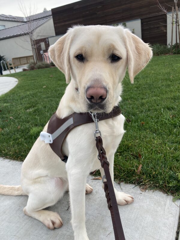 Laurie is seated in front of the grass wearing a GDB harness and looking directly at the camera.