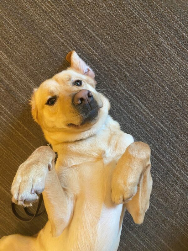 Lily is lying on her back as she playfully looks up at the camera.