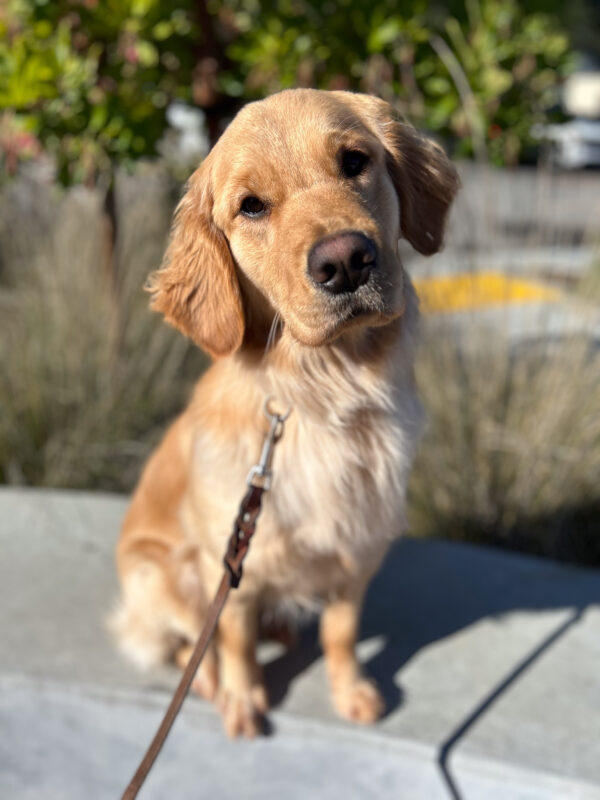 Fluffy Lottie sits on a cement wall in front of green trees and bushes, looking ears-up at the camera with a cute head tilt