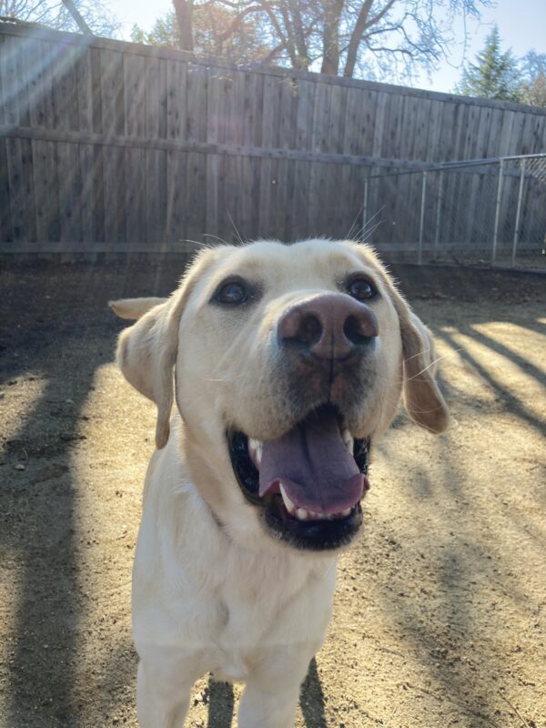 Marco is looking up at the camera with a big smile on his face as he plays in one of the play yards.