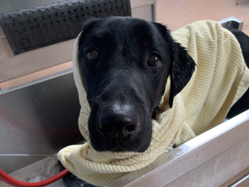 A close up of Marcus standing in a bath tub with a yellow towel wrapped around him after a recent spa day.