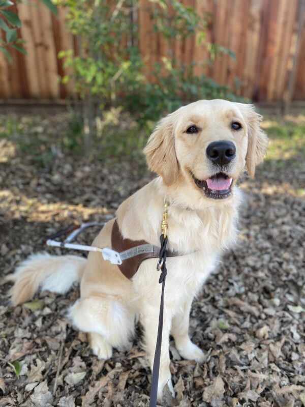 Meadow sits in harness on a bed of fallen leaves with a wooden fence in the background and some greenery. She is looking at the camera with her mouth open.