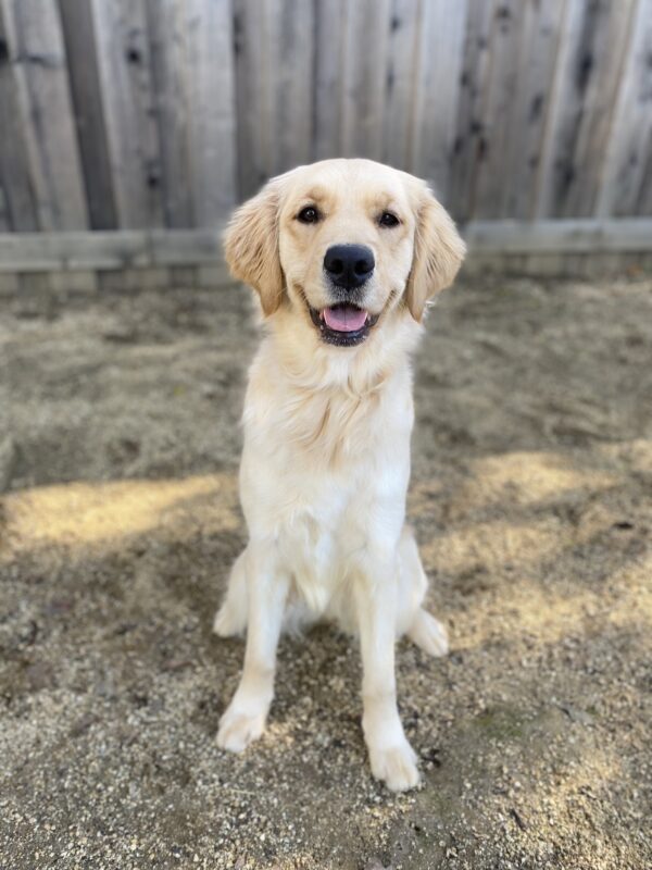 Meadow sits in a play yard on sandy substrate with a wooden fence in the background. She is looking at the camera with her mouth open.