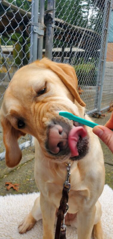 Mira is concentrating and contorting her lips and tongue as she gets her teeth brushed with a teal toothbrush. She is sitting on a cream fleece.