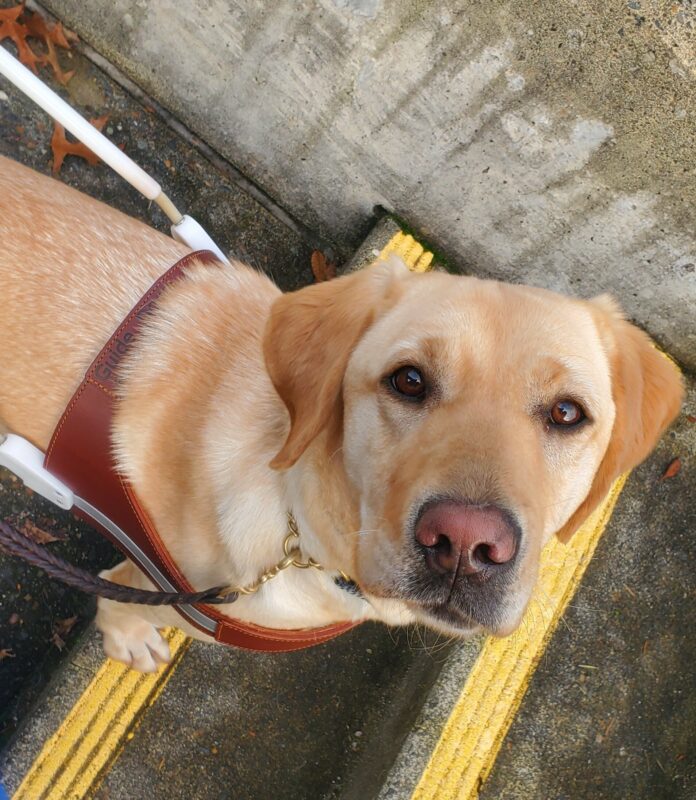 Mira looks up at the camera from her handler's side. She has just placed her front feet on the bottom stair of a staircase and is eager for her reward.