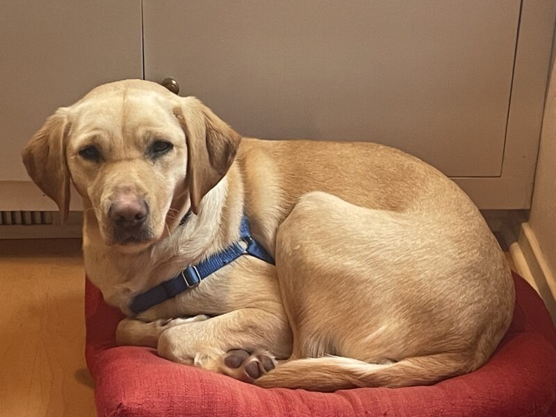 Natalie is pictured curled up in a ball on a red dog bed in her current FC home.