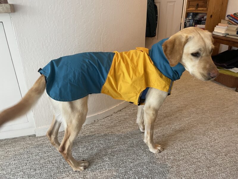 Natalie is pictured in her FC home. She is standing wearing a blue and yellow rain jacket and appears to have a wagging tail. We have had some really rainy days up in Northern California, so it's good she appears to enjoy the raincoat.