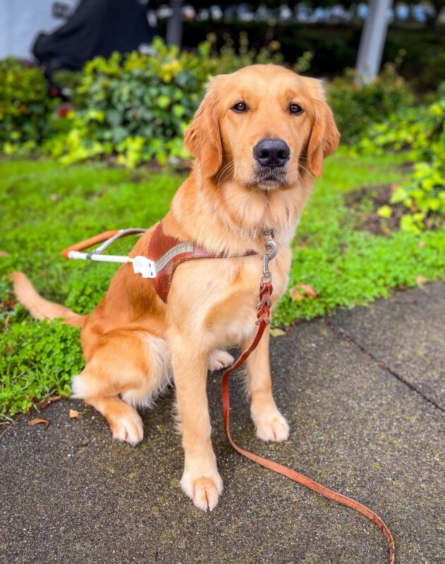 Omega sits in harness on a path in front of green grass on her breeder assessment walk