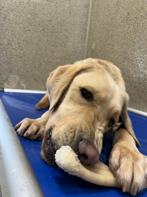 A close up picture of Oski chewing on his benebone while laying on a blue dog bed.