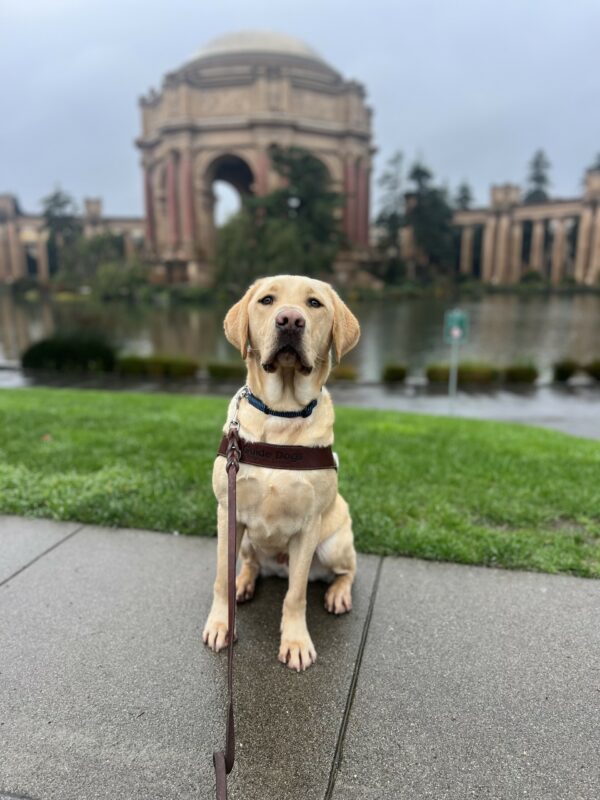 Oski sits in his guide dog harness while staring directly into the camera. The Palace of the Fine Arts in San Francisco is in the background.