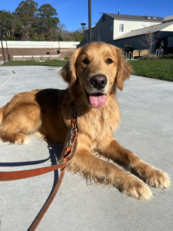 Peter is laying down in the courtyard on the California campus. His front legs are slightly wet after playing in a damp community run area. He is looking into the camera with an open mouth pant and a happy expression.