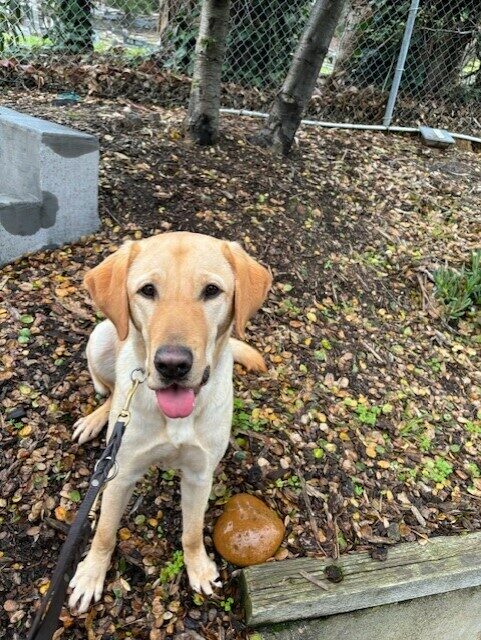Rick stops to sit during a rainy morning campus walk. He is looking at the camera with his tongue out.