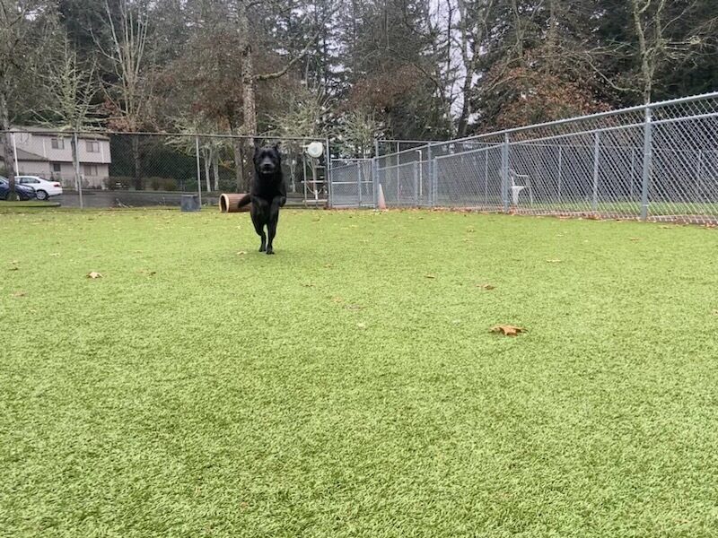 Rafa running across a large fenced in grassy area. His front feet are both off the ground and his ears are standing straight up.