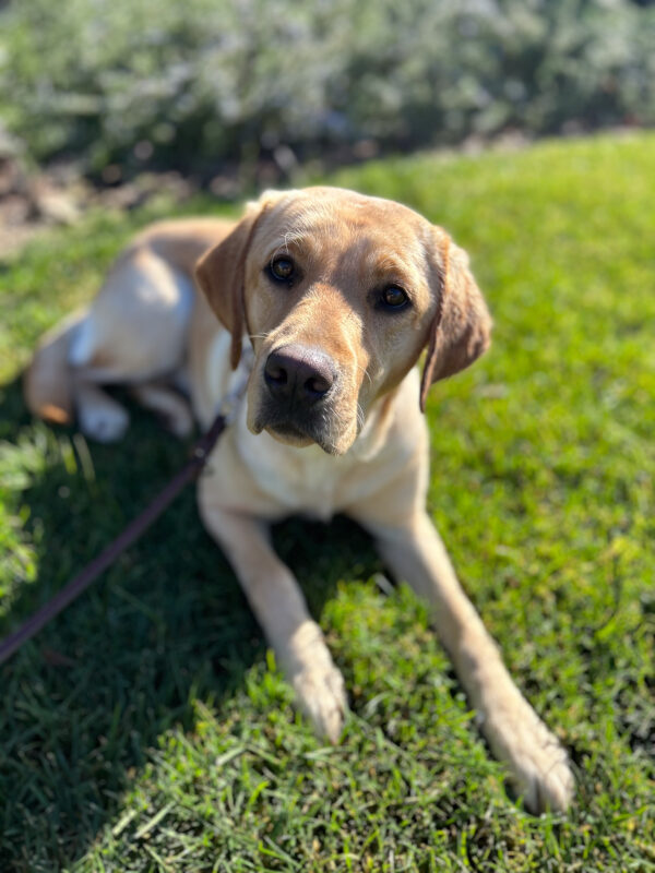 Renee lays on the grass, looking up attentively at her handler