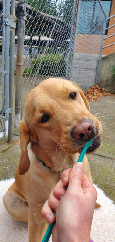 Bea sits on a fleece outside as she gets her teeth brushed; she has a sweet look on her face and her head is slightly tilted to the side.