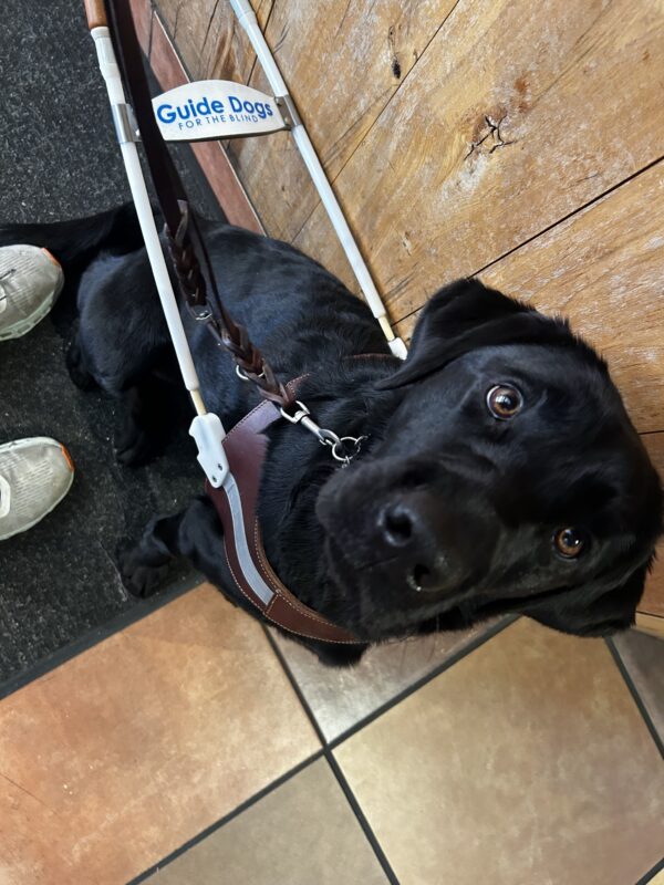 Reva in harness looking up at her handler as they settle in at a destination.