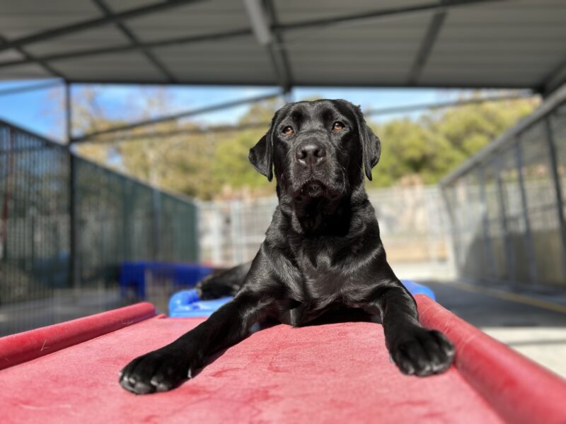 <p>Reva is looking towards the camera as she lays on a play structure in the sun.</p>