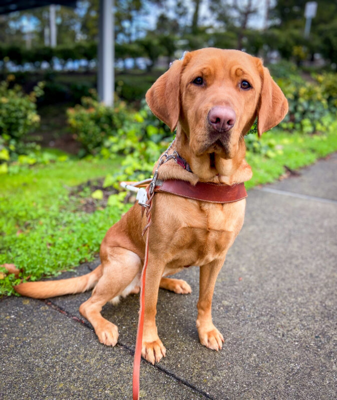 Roseanna sits in harness on a pathway in front of green grass