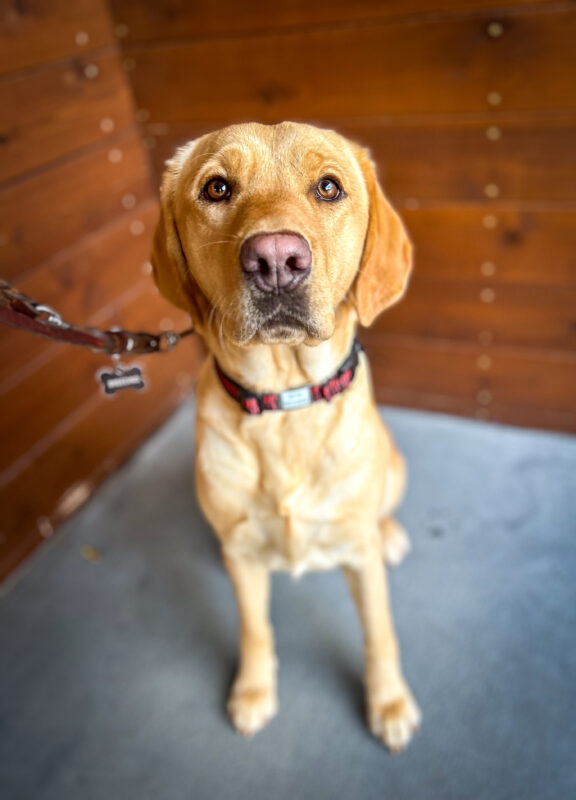 Rubicon sits on a pathway in front of a wooden fence looking up sweetly at the camera