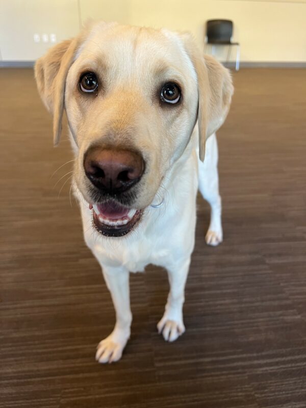 <p>Sailor is in an indoor carpeted room. She is looking up into the camera with a relaxed expression.</p>
