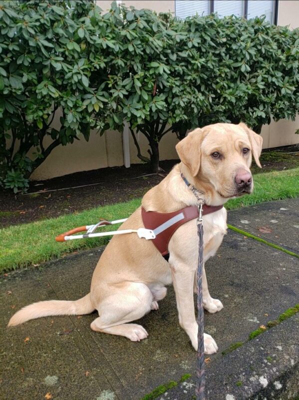 Gazpacho is sitting in harness at the Gresham Lounge. He's looking at the camera.