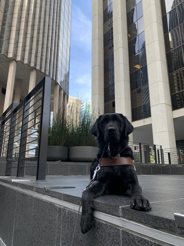 <p>Thali looks very regal while laying down in a downtown San Francisco courtyard with tall buildings and a sliver of blue skies in the background.</p>