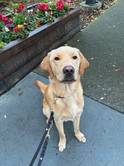 Tommy takes a break on a campus walk to pose for a quick picture in front of some colorful flowers. He is looking at the camera.
