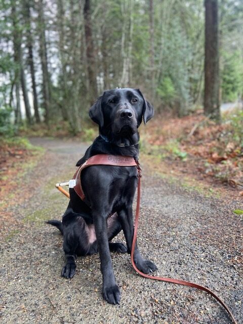 Victory sits in the middle of a gravel trail, wearing his harness, with forest all around him.