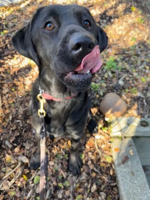 Wavy licks her lips after a tasty treat! She is sitting and looking at the camera while on a campus walk.
