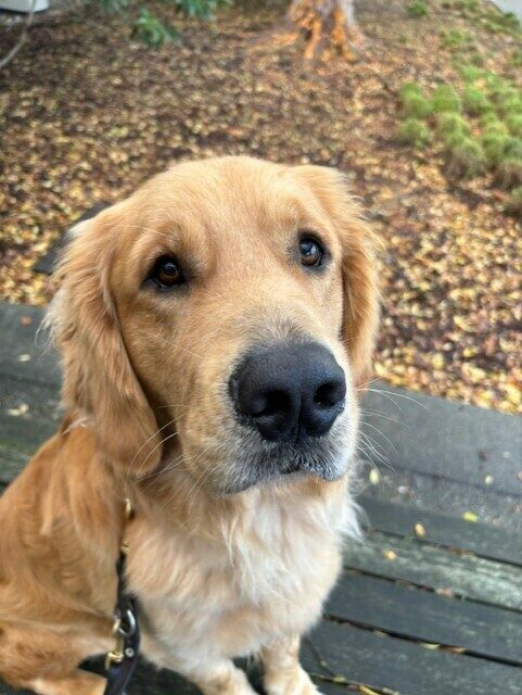 Willard sits on a wooden bench. This picture is a close up of Willards face, he is looking at the camera sweetly. There is brown mulch visible behind him.