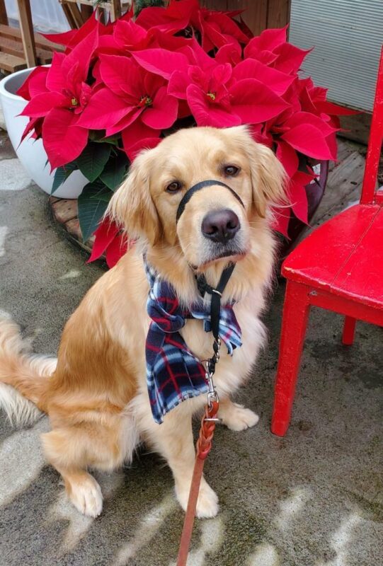 Bart, a yellow Lab-Golden cross, is sitting looking a the camera with a lush, red poinsettia behind him. He is wearing a white, black, and red plaid scarf and a black head collar.