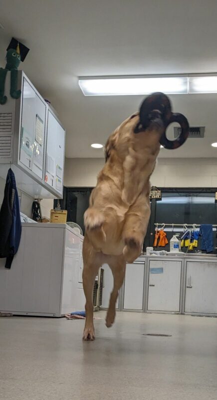Gwendolyn leaps toward the camera in the center section. Her front two feet are in the air and pointing at the camera. She is looking up with a red and black figure-eight tug ring in her mouth. There are white cabinets and cleaning supplies in the distance behind her.