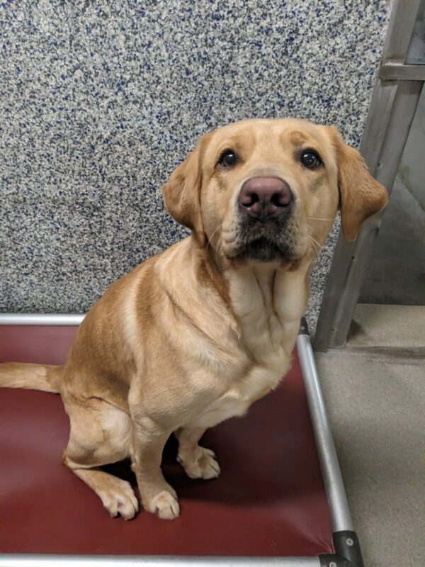 Gwendolyn, a large female yellow Labrador Retriever, sits on her burgundy Kuranda bed in her kennel run. Her body is turned slightly, but she is looking at the camera. The wall behind her is white, black, gray, and blue speckled.