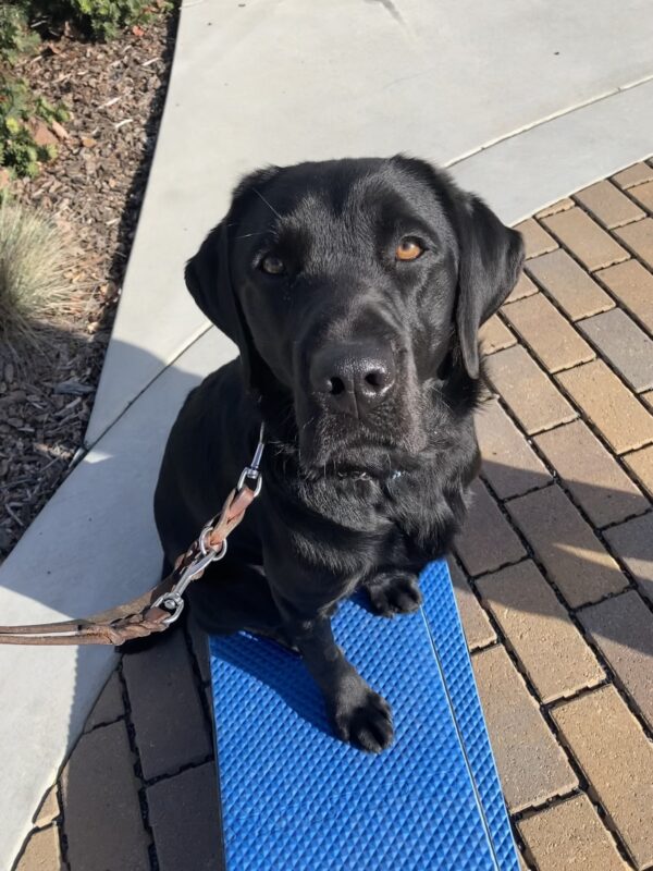 Herschel is in the seated position on a blue pedestal looking focused and staring directly at the camera.