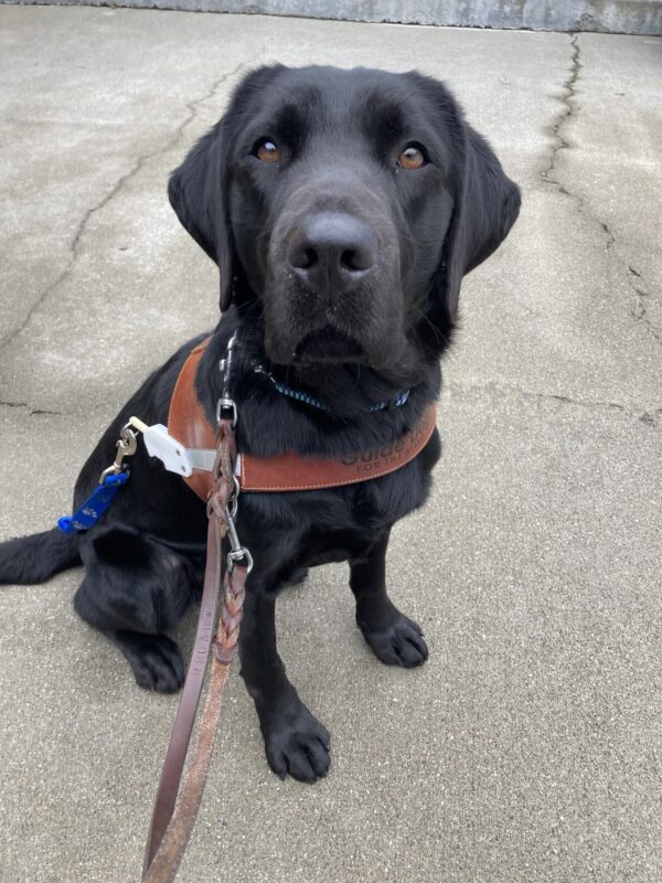 Herschel sits on the concrete facing the camera in harness.