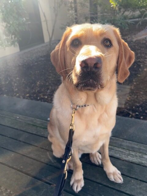 Legolas takes a break on a campus walk to pose for a quick picture. He is sitting on a wooden bench, looking at the camera. There is a building and mulch visible behind him.