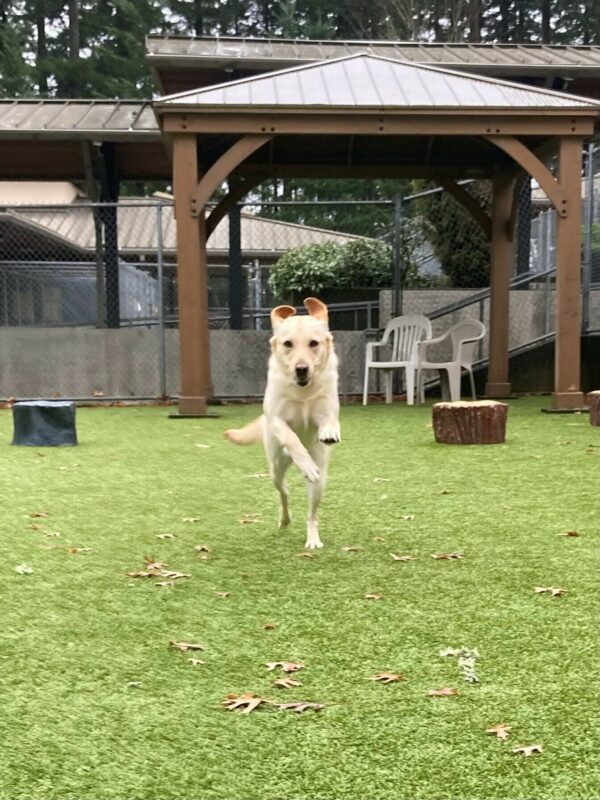 Penelope, a female yellow labrador, is caught mid-leap while playing in the grass play yard on the OR campus. Her front legs are off the ground and her ears are up over her head.