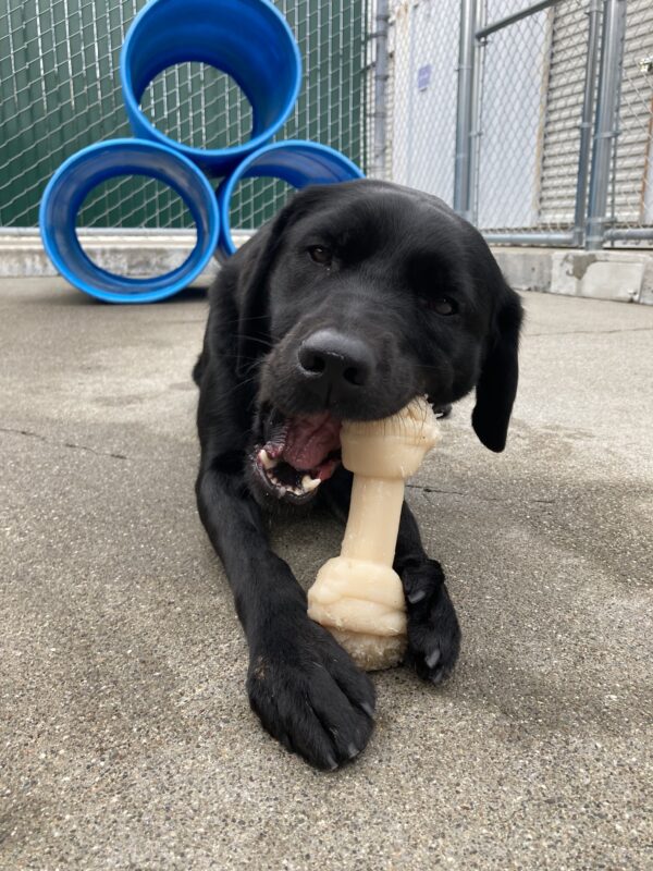 <p>Jamboree lays in a community run area with a blue play structure in the background. She is actively chewing on a nylabone.</p>