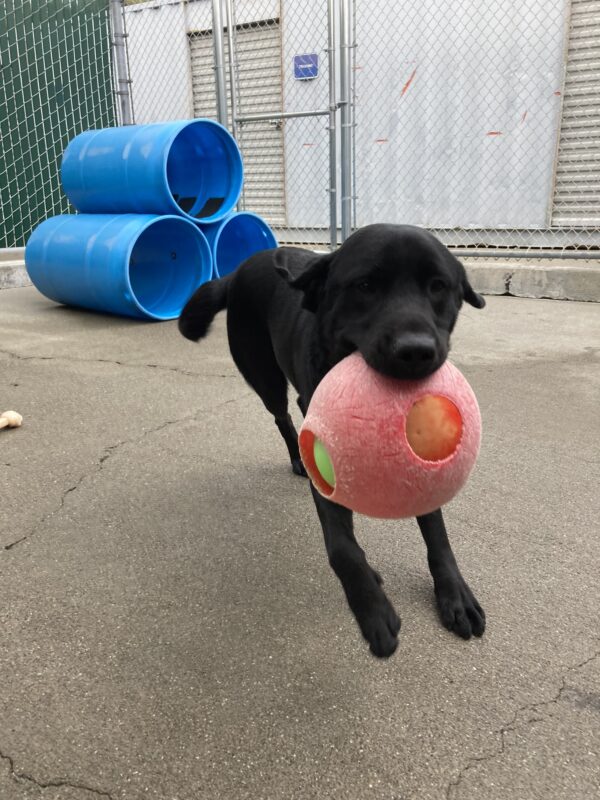 Holmes, a male black Labrador Retriever, plays with a red jolly ball in community run. He is mid run and a blue play structure can be seen in the background.