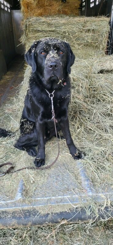 Kidder is sitting in a hay barn with hay all over his head and body. He is looking at the camera with his big brown eyes.