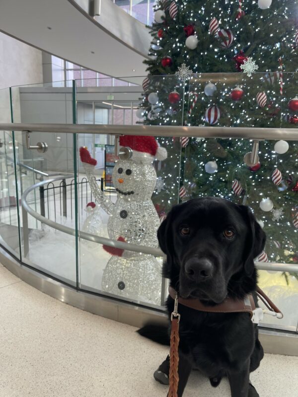 Kidder is sitting in harness in front of a snowman and decorated tree. He is looking at the camera.