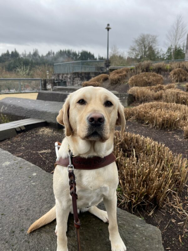 Fennel is sitting in harness on a large rock. She is looking at the camera.