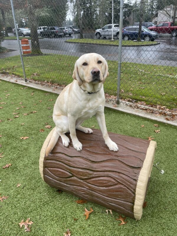 Fennel is sitting on a plastic brown log in the fenced free-run area. She is looking at the camera.