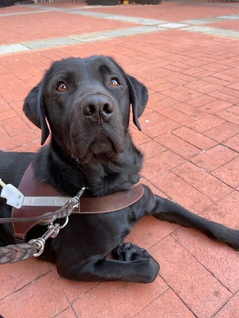 Winchell lays in harness on a red brick floor.