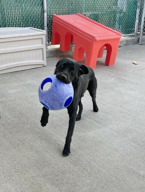 Winchell runs in the community run on the GDB campus. He has a blue jolly ball in his mouth. There are large play structures visible behind him.