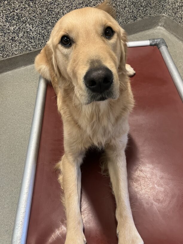 Ari, a male golden retriever, poses while laying on a red elevated dog bed. He looks up into the camera waiting for a treat.