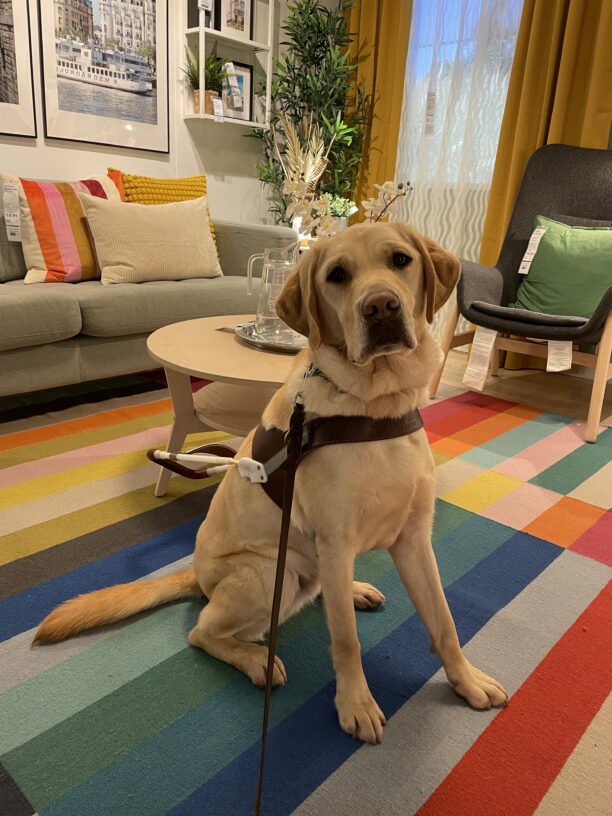Eldon is sitting in a living room display setup in IKEA. He is wearing a guide dog harness and facing the camera. He is sitting on a brightly colored rug and in the background are living room furniture, fake foliage, and other multicolored living room décor.