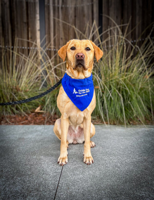 Yellow lab Caramel sits on concrete in front of a wooden, brown fence and green plants. She is wearing a blue Breeder scarf.